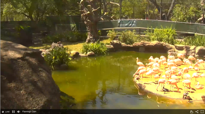 Hjūstonas zooloģiskā dārza Flamingo Cam