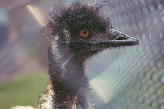 10 iemesli, kāpēc izvēlēties manuālo fokusu uz automātisko fokusēšanu, fotografējot zooloģiskā dārza attēla flickr