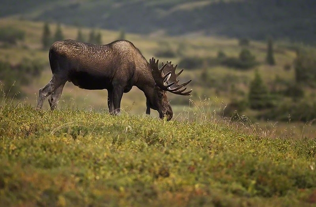 10 Moose Pētersons - Aļaskas Moose