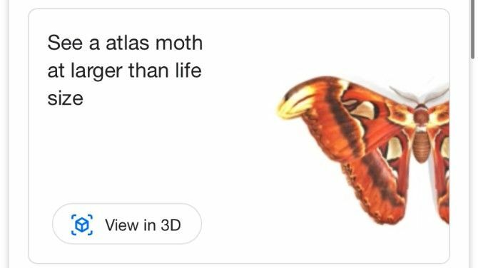 Google AR meklēšana Atlas Moth